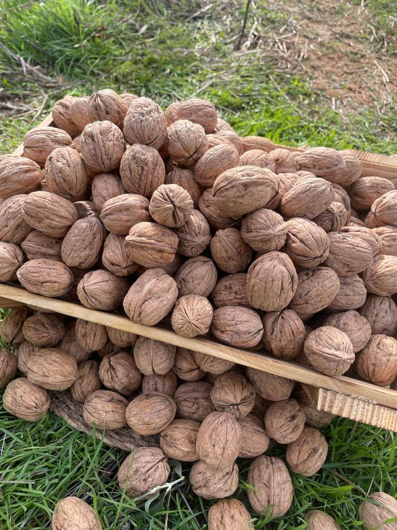 Kabuklu Kuru Ceviz 5 kg.